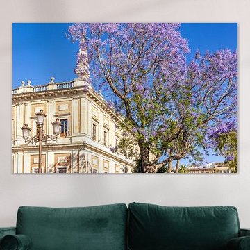 Blooming jacaranda by the Archivo de Indias, Seville