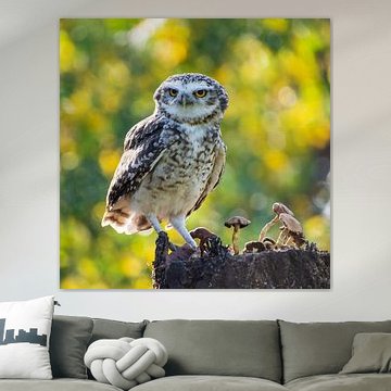 Long-eared Owl by Wilna Thomas