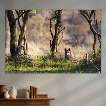 Where is the fox? by Yves Dohmen