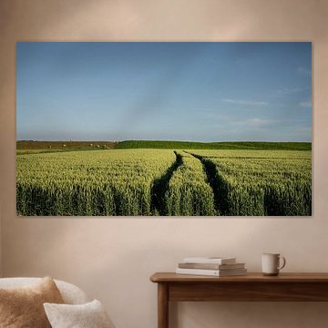 Des traces dans les champs de blé dorés du Noordpolder, près de Groningue sur Bo Scheeringa Photography