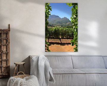 Wijnfarm Stellenbosch Zuid Afrika van Jan Roodzand