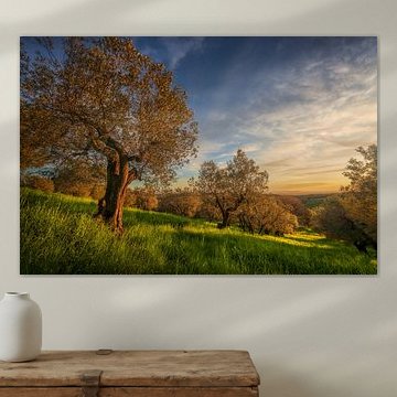 Oliveraie au coucher du soleil, vue sur Casale Marittimo, mer en arrière-plan, Toscane