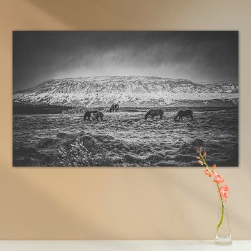 Les Islandais en Islande sur Peter Heins