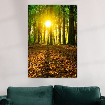 Early autumn sunlight in a Beech tree forest