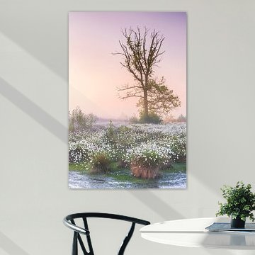 Alter Baum im Wollgras