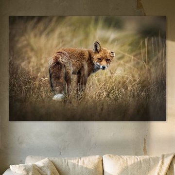 Red Fox in the Dunes by Thymen van Schaik