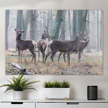 Hertinnen in hun natuurlijke omgeving kijken in verschillende richtingen en houden de boel in de gaten