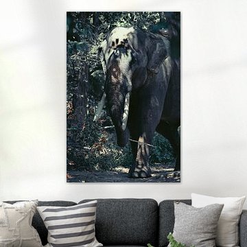 Asian elephant in dappled forest light