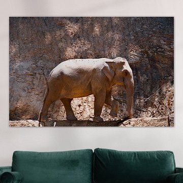 Asian elephant in front of a rock wall in warm tones