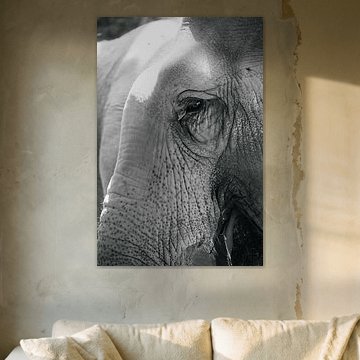 Bright close-up of an elephant's eye in black and white