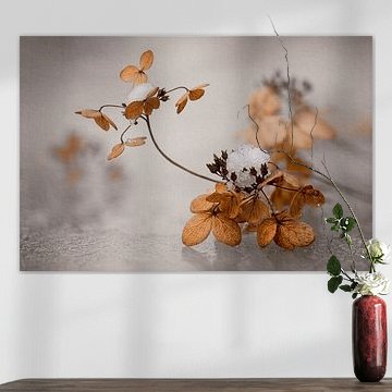 Dreamy Winter Atmosphere:  Withered Hydrangea on an icy background by Studio Pieternel