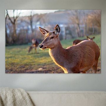 Deer wildlife grazing in meadow during golden hour by de-nue-pic