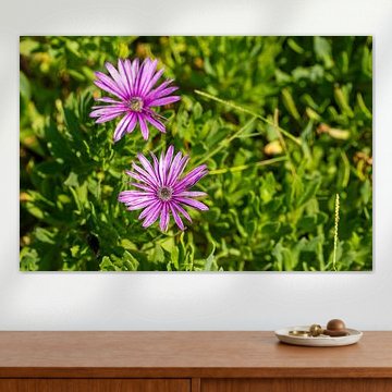 Deux fleurs violettes ressemblant à des marguerites au milieu d'un tapis végétal de plantes succulentes vertes