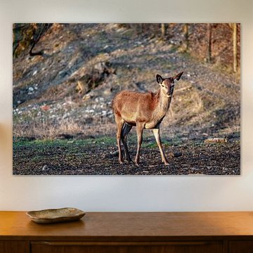 Une biche debout dans un champ sec, l'air attentif