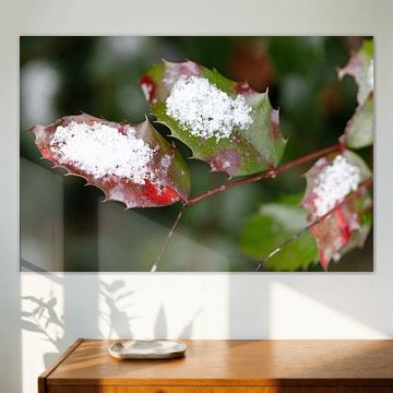 Feuilles de houx recouvertes de neige en hiver