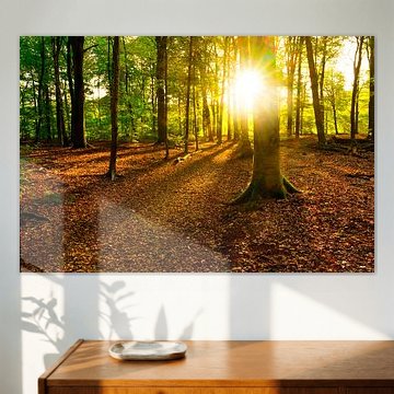 Frühherbstsonne in einem Buchenwald