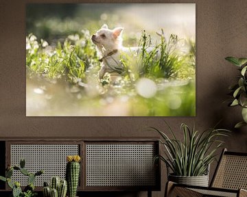Puppy in a spring wonderland von Marlinda van der Spek