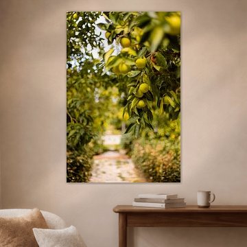 Citrus tree in Italy