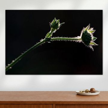 Witwenblume im Gegenlicht von Andreas Paul