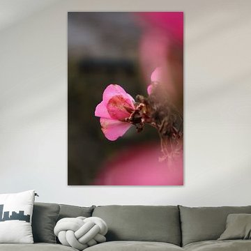 Macro photograph of a pink flower by Arne Vaders
