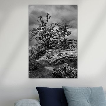 Trees on rocky ground by Jan Willem's beeldverhaal
