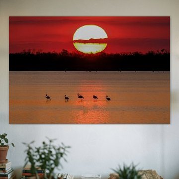 Flamingo sunset van Roland Coenraets