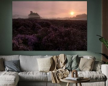 Paarse Heide in de mist op de Loonse en drunense duinen