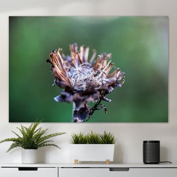 Withered elecampane by Andreas Paul