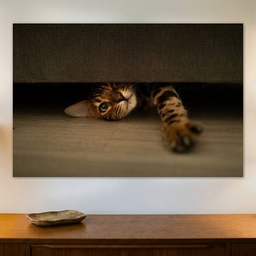 Bengalish mischief by ruben van der Kolk