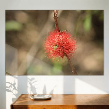 Red brush flower by Bärbel Severens
