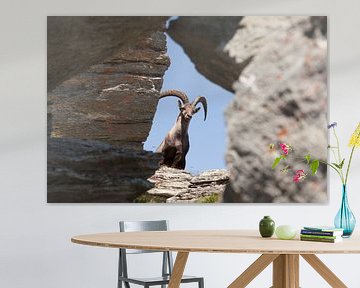 Steenbok op de flanken van de Seetalhorn von Rob Kints