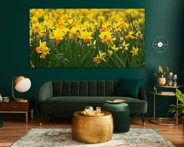 Narcissen by marcha  rutten