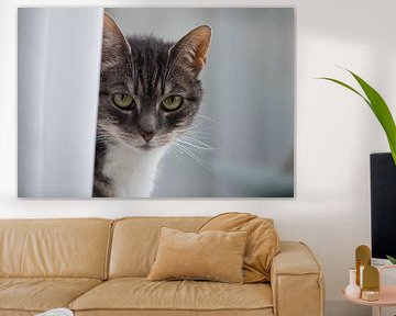 Poes op de vensterbank 02 by Cilia Brandts