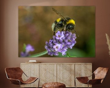Bij op lavendel 2 by Tineke Roosen