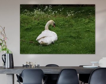 Witte Zwaan
