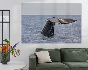 Walvis van Thijs Schouten