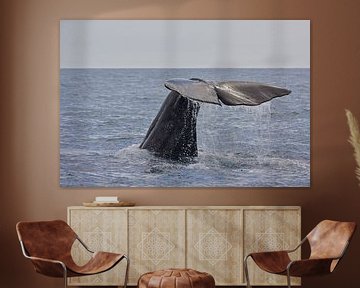 Walvis van Thijs Schouten