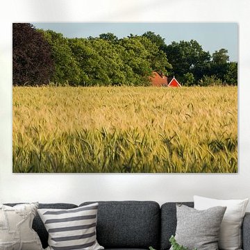 Roggeveld in de Achterhoek in Nederland