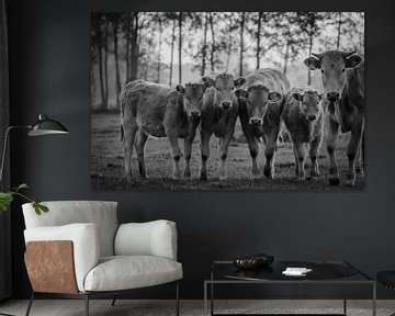 Dutch Cows van Stephan Smit