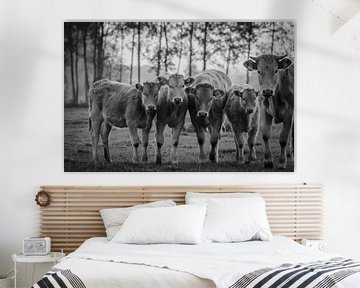 Dutch Cows van Stephan Smit