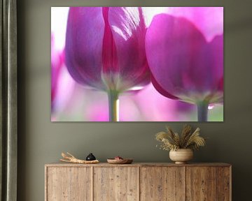 Roze tulpen detail van Willy Sybesma