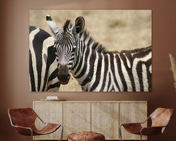 Zebra is watching you van Willy Sybesma