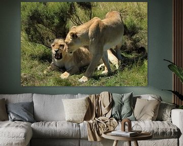 Leeuwen in wildpark Botlierskop Zuid-Afrika nabij Mosselbaai van Jan Roodzand