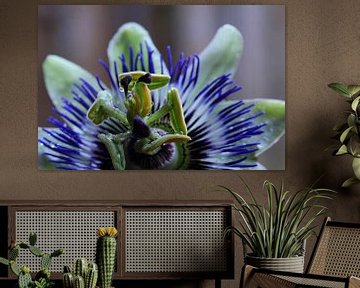 Passiebloem/Passiflora van Tineke Roosen