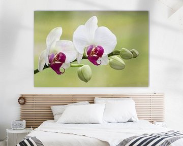  orchid by Caroline van Sambeeck