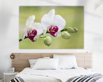  orchid von Caroline van Sambeeck