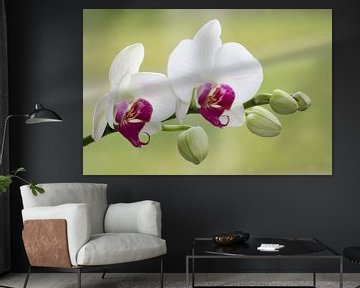 orchidee van Caroline van Sambeeck