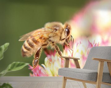 Honingbij van Wim Zoeteman