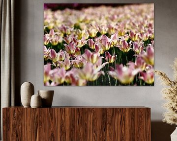 Tulipes sur Thijs Schouten