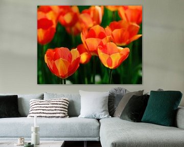 Hollandse tulpen van Thijs Schouten